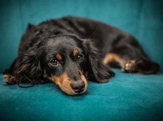 conditionnement opérant chien